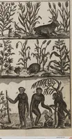 An illustration from Naturgeschichte für Kinder (1780)