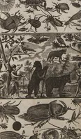 Picture 12 of 15 from Naturgeschichte für Kinder (1780), leaf 737