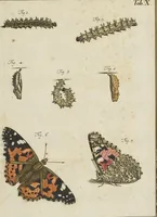 An illustration from (Band 1): ... in welchem die in sechs Classen eingetheilte Papilionen mit ihrem Ursprung, Verwandlung und allen wunderbaren Eigenschafften, aus eigener Erfahrung beschrieben und in sauber illuminirten Kupfern, nach dem Leben abgebildet, vorgestellet werden von August Johann Rösel, Miniatur-Mahlern: Nebst einer Vorrede, in welcher von dem Nutzen derer Insecten gehandelt, was sie seyen gezeiget, und von der Eintheilung dererselben Nachricht gegeben wird (1746)