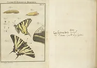 An illustration from (Band 1): ... in welchem die in sechs Classen eingetheilte Papilionen mit ihrem Ursprung, Verwandlung und allen wunderbaren Eigenschafften, aus eigener Erfahrung beschrieben und in sauber illuminirten Kupfern, nach dem Leben abgebildet, vorgestellet werden von August Johann Rösel, Miniatur-Mahlern: Nebst einer Vorrede, in welcher von dem Nutzen derer Insecten gehandelt, was sie seyen gezeiget, und von der Eintheilung dererselben Nachricht gegeben wird (1746)