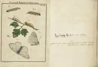 An illustration from (Band 1): ... in welchem die in sechs Classen eingetheilte Papilionen mit ihrem Ursprung, Verwandlung und allen wunderbaren Eigenschafften, aus eigener Erfahrung beschrieben und in sauber illuminirten Kupfern, nach dem Leben abgebildet, vorgestellet werden von August Johann Rösel, Miniatur-Mahlern: Nebst einer Vorrede, in welcher von dem Nutzen derer Insecten gehandelt, was sie seyen gezeiget, und von der Eintheilung dererselben Nachricht gegeben wird (1746)