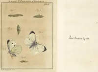 An illustration from (Band 1): ... in welchem die in sechs Classen eingetheilte Papilionen mit ihrem Ursprung, Verwandlung und allen wunderbaren Eigenschafften, aus eigener Erfahrung beschrieben und in sauber illuminirten Kupfern, nach dem Leben abgebildet, vorgestellet werden von August Johann Rösel, Miniatur-Mahlern: Nebst einer Vorrede, in welcher von dem Nutzen derer Insecten gehandelt, was sie seyen gezeiget, und von der Eintheilung dererselben Nachricht gegeben wird (1746)