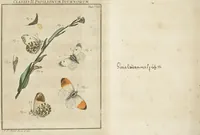 An illustration from (Band 1): ... in welchem die in sechs Classen eingetheilte Papilionen mit ihrem Ursprung, Verwandlung und allen wunderbaren Eigenschafften, aus eigener Erfahrung beschrieben und in sauber illuminirten Kupfern, nach dem Leben abgebildet, vorgestellet werden von August Johann Rösel, Miniatur-Mahlern: Nebst einer Vorrede, in welcher von dem Nutzen derer Insecten gehandelt, was sie seyen gezeiget, und von der Eintheilung dererselben Nachricht gegeben wird (1746)