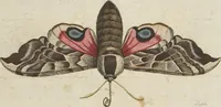 An illustration from (Band 1): ... in welchem die in sechs Classen eingetheilte Papilionen mit ihrem Ursprung, Verwandlung und allen wunderbaren Eigenschafften, aus eigener Erfahrung beschrieben und in sauber illuminirten Kupfern, nach dem Leben abgebildet, vorgestellet werden von August Johann Rösel, Miniatur-Mahlern: Nebst einer Vorrede, in welcher von dem Nutzen derer Insecten gehandelt, was sie seyen gezeiget, und von der Eintheilung dererselben Nachricht gegeben wird (1746)