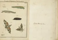 An illustration from (Band 1): ... in welchem die in sechs Classen eingetheilte Papilionen mit ihrem Ursprung, Verwandlung und allen wunderbaren Eigenschafften, aus eigener Erfahrung beschrieben und in sauber illuminirten Kupfern, nach dem Leben abgebildet, vorgestellet werden von August Johann Rösel, Miniatur-Mahlern: Nebst einer Vorrede, in welcher von dem Nutzen derer Insecten gehandelt, was sie seyen gezeiget, und von der Eintheilung dererselben Nachricht gegeben wird (1746)