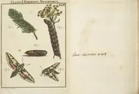 An illustration from (Band 1): ... in welchem die in sechs Classen eingetheilte Papilionen mit ihrem Ursprung, Verwandlung und allen wunderbaren Eigenschafften, aus eigener Erfahrung beschrieben und in sauber illuminirten Kupfern, nach dem Leben abgebildet, vorgestellet werden von August Johann Rösel, Miniatur-Mahlern: Nebst einer Vorrede, in welcher von dem Nutzen derer Insecten gehandelt, was sie seyen gezeiget, und von der Eintheilung dererselben Nachricht gegeben wird (1746)