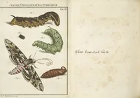 An illustration from (Band 1): ... in welchem die in sechs Classen eingetheilte Papilionen mit ihrem Ursprung, Verwandlung und allen wunderbaren Eigenschafften, aus eigener Erfahrung beschrieben und in sauber illuminirten Kupfern, nach dem Leben abgebildet, vorgestellet werden von August Johann Rösel, Miniatur-Mahlern: Nebst einer Vorrede, in welcher von dem Nutzen derer Insecten gehandelt, was sie seyen gezeiget, und von der Eintheilung dererselben Nachricht gegeben wird (1746)