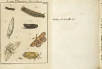 An illustration from (Band 1): ... in welchem die in sechs Classen eingetheilte Papilionen mit ihrem Ursprung, Verwandlung und allen wunderbaren Eigenschafften, aus eigener Erfahrung beschrieben und in sauber illuminirten Kupfern, nach dem Leben abgebildet, vorgestellet werden von August Johann Rösel, Miniatur-Mahlern: Nebst einer Vorrede, in welcher von dem Nutzen derer Insecten gehandelt, was sie seyen gezeiget, und von der Eintheilung dererselben Nachricht gegeben wird (1746)