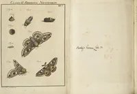 An illustration from (Band 1): ... in welchem die in sechs Classen eingetheilte Papilionen mit ihrem Ursprung, Verwandlung und allen wunderbaren Eigenschafften, aus eigener Erfahrung beschrieben und in sauber illuminirten Kupfern, nach dem Leben abgebildet, vorgestellet werden von August Johann Rösel, Miniatur-Mahlern: Nebst einer Vorrede, in welcher von dem Nutzen derer Insecten gehandelt, was sie seyen gezeiget, und von der Eintheilung dererselben Nachricht gegeben wird (1746)