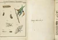 An illustration from (Band 1): ... in welchem die in sechs Classen eingetheilte Papilionen mit ihrem Ursprung, Verwandlung und allen wunderbaren Eigenschafften, aus eigener Erfahrung beschrieben und in sauber illuminirten Kupfern, nach dem Leben abgebildet, vorgestellet werden von August Johann Rösel, Miniatur-Mahlern: Nebst einer Vorrede, in welcher von dem Nutzen derer Insecten gehandelt, was sie seyen gezeiget, und von der Eintheilung dererselben Nachricht gegeben wird (1746)