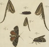 An illustration from (Band 1): ... in welchem die in sechs Classen eingetheilte Papilionen mit ihrem Ursprung, Verwandlung und allen wunderbaren Eigenschafften, aus eigener Erfahrung beschrieben und in sauber illuminirten Kupfern, nach dem Leben abgebildet, vorgestellet werden von August Johann Rösel, Miniatur-Mahlern: Nebst einer Vorrede, in welcher von dem Nutzen derer Insecten gehandelt, was sie seyen gezeiget, und von der Eintheilung dererselben Nachricht gegeben wird (1746)
