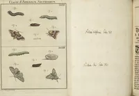 An illustration from (Band 1): ... in welchem die in sechs Classen eingetheilte Papilionen mit ihrem Ursprung, Verwandlung und allen wunderbaren Eigenschafften, aus eigener Erfahrung beschrieben und in sauber illuminirten Kupfern, nach dem Leben abgebildet, vorgestellet werden von August Johann Rösel, Miniatur-Mahlern: Nebst einer Vorrede, in welcher von dem Nutzen derer Insecten gehandelt, was sie seyen gezeiget, und von der Eintheilung dererselben Nachricht gegeben wird (1746)