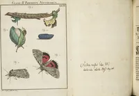 An illustration from (Band 1): ... in welchem die in sechs Classen eingetheilte Papilionen mit ihrem Ursprung, Verwandlung und allen wunderbaren Eigenschafften, aus eigener Erfahrung beschrieben und in sauber illuminirten Kupfern, nach dem Leben abgebildet, vorgestellet werden von August Johann Rösel, Miniatur-Mahlern: Nebst einer Vorrede, in welcher von dem Nutzen derer Insecten gehandelt, was sie seyen gezeiget, und von der Eintheilung dererselben Nachricht gegeben wird (1746)