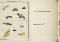 An illustration from (Band 1): ... in welchem die in sechs Classen eingetheilte Papilionen mit ihrem Ursprung, Verwandlung und allen wunderbaren Eigenschafften, aus eigener Erfahrung beschrieben und in sauber illuminirten Kupfern, nach dem Leben abgebildet, vorgestellet werden von August Johann Rösel, Miniatur-Mahlern: Nebst einer Vorrede, in welcher von dem Nutzen derer Insecten gehandelt, was sie seyen gezeiget, und von der Eintheilung dererselben Nachricht gegeben wird (1746)