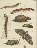An illustration from (Band 1): ... in welchem die in sechs Classen eingetheilte Papilionen mit ihrem Ursprung, Verwandlung und allen wunderbaren Eigenschafften, aus eigener Erfahrung beschrieben und in sauber illuminirten Kupfern, nach dem Leben abgebildet, vorgestellet werden von August Johann Rösel, Miniatur-Mahlern: Nebst einer Vorrede, in welcher von dem Nutzen derer Insecten gehandelt, was sie seyen gezeiget, und von der Eintheilung dererselben Nachricht gegeben wird (1746)
