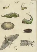 Picture 34 of 62 from (Band 1): ... in welchem die in sechs Classen eingetheilte Papilionen mit ihrem Ursprung, Verwandlung und allen wunderbaren Eigenschafften, aus eigener Erfahrung beschrieben und in sauber illuminirten Kupfern, nach dem Leben abgebildet, vorgestellet werden von August Johann Rösel, Miniatur-Mahlern: Nebst einer Vorrede, in welcher von dem Nutzen derer Insecten gehandelt, was sie seyen gezeiget, und von der Eintheilung dererselben Nachricht gegeben wird (1746), leaf 419
