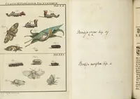 An illustration from (Band 1): ... in welchem die in sechs Classen eingetheilte Papilionen mit ihrem Ursprung, Verwandlung und allen wunderbaren Eigenschafften, aus eigener Erfahrung beschrieben und in sauber illuminirten Kupfern, nach dem Leben abgebildet, vorgestellet werden von August Johann Rösel, Miniatur-Mahlern: Nebst einer Vorrede, in welcher von dem Nutzen derer Insecten gehandelt, was sie seyen gezeiget, und von der Eintheilung dererselben Nachricht gegeben wird (1746)