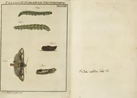 Picture 36 of 62 from (Band 1): ... in welchem die in sechs Classen eingetheilte Papilionen mit ihrem Ursprung, Verwandlung und allen wunderbaren Eigenschafften, aus eigener Erfahrung beschrieben und in sauber illuminirten Kupfern, nach dem Leben abgebildet, vorgestellet werden von August Johann Rösel, Miniatur-Mahlern: Nebst einer Vorrede, in welcher von dem Nutzen derer Insecten gehandelt, was sie seyen gezeiget, und von der Eintheilung dererselben Nachricht gegeben wird (1746), leaf 446