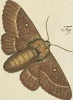 An illustration from (Band 1): ... in welchem die in sechs Classen eingetheilte Papilionen mit ihrem Ursprung, Verwandlung und allen wunderbaren Eigenschafften, aus eigener Erfahrung beschrieben und in sauber illuminirten Kupfern, nach dem Leben abgebildet, vorgestellet werden von August Johann Rösel, Miniatur-Mahlern: Nebst einer Vorrede, in welcher von dem Nutzen derer Insecten gehandelt, was sie seyen gezeiget, und von der Eintheilung dererselben Nachricht gegeben wird (1746)