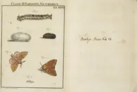 Picture 42 of 62 from (Band 1): ... in welchem die in sechs Classen eingetheilte Papilionen mit ihrem Ursprung, Verwandlung und allen wunderbaren Eigenschafften, aus eigener Erfahrung beschrieben und in sauber illuminirten Kupfern, nach dem Leben abgebildet, vorgestellet werden von August Johann Rösel, Miniatur-Mahlern: Nebst einer Vorrede, in welcher von dem Nutzen derer Insecten gehandelt, was sie seyen gezeiget, und von der Eintheilung dererselben Nachricht gegeben wird (1746), leaf 518