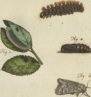 An illustration from (Band 1): ... in welchem die in sechs Classen eingetheilte Papilionen mit ihrem Ursprung, Verwandlung und allen wunderbaren Eigenschafften, aus eigener Erfahrung beschrieben und in sauber illuminirten Kupfern, nach dem Leben abgebildet, vorgestellet werden von August Johann Rösel, Miniatur-Mahlern: Nebst einer Vorrede, in welcher von dem Nutzen derer Insecten gehandelt, was sie seyen gezeiget, und von der Eintheilung dererselben Nachricht gegeben wird (1746)