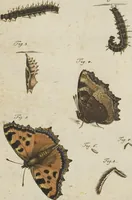 An illustration from (Band 1): ... in welchem die in sechs Classen eingetheilte Papilionen mit ihrem Ursprung, Verwandlung und allen wunderbaren Eigenschafften, aus eigener Erfahrung beschrieben und in sauber illuminirten Kupfern, nach dem Leben abgebildet, vorgestellet werden von August Johann Rösel, Miniatur-Mahlern: Nebst einer Vorrede, in welcher von dem Nutzen derer Insecten gehandelt, was sie seyen gezeiget, und von der Eintheilung dererselben Nachricht gegeben wird (1746)