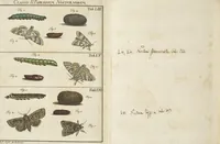 An illustration from (Band 1): ... in welchem die in sechs Classen eingetheilte Papilionen mit ihrem Ursprung, Verwandlung und allen wunderbaren Eigenschafften, aus eigener Erfahrung beschrieben und in sauber illuminirten Kupfern, nach dem Leben abgebildet, vorgestellet werden von August Johann Rösel, Miniatur-Mahlern: Nebst einer Vorrede, in welcher von dem Nutzen derer Insecten gehandelt, was sie seyen gezeiget, und von der Eintheilung dererselben Nachricht gegeben wird (1746)
