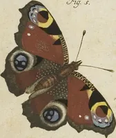 An illustration from (Band 1): ... in welchem die in sechs Classen eingetheilte Papilionen mit ihrem Ursprung, Verwandlung und allen wunderbaren Eigenschafften, aus eigener Erfahrung beschrieben und in sauber illuminirten Kupfern, nach dem Leben abgebildet, vorgestellet werden von August Johann Rösel, Miniatur-Mahlern: Nebst einer Vorrede, in welcher von dem Nutzen derer Insecten gehandelt, was sie seyen gezeiget, und von der Eintheilung dererselben Nachricht gegeben wird (1746)