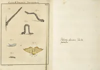 Picture 52 of 62 from (Band 1): ... in welchem die in sechs Classen eingetheilte Papilionen mit ihrem Ursprung, Verwandlung und allen wunderbaren Eigenschafften, aus eigener Erfahrung beschrieben und in sauber illuminirten Kupfern, nach dem Leben abgebildet, vorgestellet werden von August Johann Rösel, Miniatur-Mahlern: Nebst einer Vorrede, in welcher von dem Nutzen derer Insecten gehandelt, was sie seyen gezeiget, und von der Eintheilung dererselben Nachricht gegeben wird (1746), leaf 643