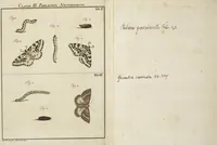 Picture 54 of 62 from (Band 1): ... in welchem die in sechs Classen eingetheilte Papilionen mit ihrem Ursprung, Verwandlung und allen wunderbaren Eigenschafften, aus eigener Erfahrung beschrieben und in sauber illuminirten Kupfern, nach dem Leben abgebildet, vorgestellet werden von August Johann Rösel, Miniatur-Mahlern: Nebst einer Vorrede, in welcher von dem Nutzen derer Insecten gehandelt, was sie seyen gezeiget, und von der Eintheilung dererselben Nachricht gegeben wird (1746), leaf 652