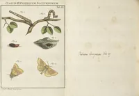 Picture 57 of 62 from (Band 1): ... in welchem die in sechs Classen eingetheilte Papilionen mit ihrem Ursprung, Verwandlung und allen wunderbaren Eigenschafften, aus eigener Erfahrung beschrieben und in sauber illuminirten Kupfern, nach dem Leben abgebildet, vorgestellet werden von August Johann Rösel, Miniatur-Mahlern: Nebst einer Vorrede, in welcher von dem Nutzen derer Insecten gehandelt, was sie seyen gezeiget, und von der Eintheilung dererselben Nachricht gegeben wird (1746), leaf 679
