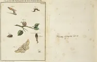 An illustration from (Band 1): ... in welchem die in sechs Classen eingetheilte Papilionen mit ihrem Ursprung, Verwandlung und allen wunderbaren Eigenschafften, aus eigener Erfahrung beschrieben und in sauber illuminirten Kupfern, nach dem Leben abgebildet, vorgestellet werden von August Johann Rösel, Miniatur-Mahlern: Nebst einer Vorrede, in welcher von dem Nutzen derer Insecten gehandelt, was sie seyen gezeiget, und von der Eintheilung dererselben Nachricht gegeben wird (1746)