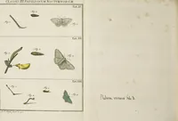 An illustration from (Band 1): ... in welchem die in sechs Classen eingetheilte Papilionen mit ihrem Ursprung, Verwandlung und allen wunderbaren Eigenschafften, aus eigener Erfahrung beschrieben und in sauber illuminirten Kupfern, nach dem Leben abgebildet, vorgestellet werden von August Johann Rösel, Miniatur-Mahlern: Nebst einer Vorrede, in welcher von dem Nutzen derer Insecten gehandelt, was sie seyen gezeiget, und von der Eintheilung dererselben Nachricht gegeben wird (1746)