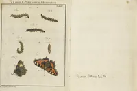 An illustration from (Band 1): ... in welchem die in sechs Classen eingetheilte Papilionen mit ihrem Ursprung, Verwandlung und allen wunderbaren Eigenschafften, aus eigener Erfahrung beschrieben und in sauber illuminirten Kupfern, nach dem Leben abgebildet, vorgestellet werden von August Johann Rösel, Miniatur-Mahlern: Nebst einer Vorrede, in welcher von dem Nutzen derer Insecten gehandelt, was sie seyen gezeiget, und von der Eintheilung dererselben Nachricht gegeben wird (1746)