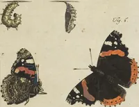 An illustration from (Band 1): ... in welchem die in sechs Classen eingetheilte Papilionen mit ihrem Ursprung, Verwandlung und allen wunderbaren Eigenschafften, aus eigener Erfahrung beschrieben und in sauber illuminirten Kupfern, nach dem Leben abgebildet, vorgestellet werden von August Johann Rösel, Miniatur-Mahlern: Nebst einer Vorrede, in welcher von dem Nutzen derer Insecten gehandelt, was sie seyen gezeiget, und von der Eintheilung dererselben Nachricht gegeben wird (1746)