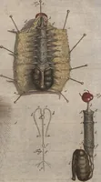 Picture 16 of 80 from (Band 2): ... welcher acht Classen verschiedener sowohl inländischer, als auch einiger ausländischer Insecte enthält (1749), leaf 109