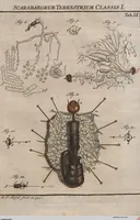 Picture 17 of 80 from (Band 2): ... welcher acht Classen verschiedener sowohl inländischer, als auch einiger ausländischer Insecte enthält (1749), leaf 112
