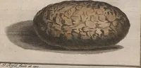 Picture 19 of 80 from (Band 2): ... welcher acht Classen verschiedener sowohl inländischer, als auch einiger ausländischer Insecte enthält (1749), leaf 143