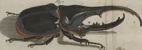An illustration from (Band 2): ... welcher acht Classen verschiedener sowohl inländischer, als auch einiger ausländischer Insecte enthält (1749)