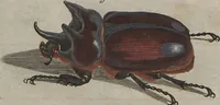 Picture 5 of 80 from (Band 2): ... welcher acht Classen verschiedener sowohl inländischer, als auch einiger ausländischer Insecte enthält (1749), leaf 18