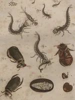An illustration from (Band 2): ... welcher acht Classen verschiedener sowohl inländischer, als auch einiger ausländischer Insecte enthält (1749)
