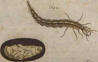 Picture 23 of 80 from (Band 2): ... welcher acht Classen verschiedener sowohl inländischer, als auch einiger ausländischer Insecte enthält (1749), leaf 192