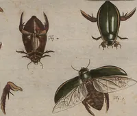 An illustration from (Band 2): ... welcher acht Classen verschiedener sowohl inländischer, als auch einiger ausländischer Insecte enthält (1749)