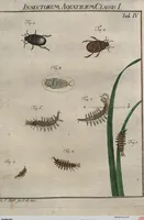 Picture 26 of 80 from (Band 2): ... welcher acht Classen verschiedener sowohl inländischer, als auch einiger ausländischer Insecte enthält (1749), leaf 212
