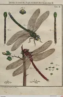 Picture 29 of 80 from (Band 2): ... welcher acht Classen verschiedener sowohl inländischer, als auch einiger ausländischer Insecte enthält (1749), leaf 229