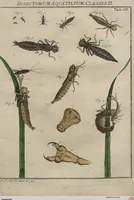 Picture 31 of 80 from (Band 2): ... welcher acht Classen verschiedener sowohl inländischer, als auch einiger ausländischer Insecte enthält (1749), leaf 239