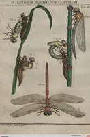 Picture 32 of 80 from (Band 2): ... welcher acht Classen verschiedener sowohl inländischer, als auch einiger ausländischer Insecte enthält (1749), leaf 241