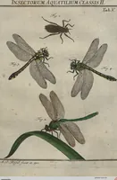Picture 34 of 80 from (Band 2): ... welcher acht Classen verschiedener sowohl inländischer, als auch einiger ausländischer Insecte enthält (1749), leaf 259