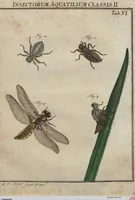 Picture 35 of 80 from (Band 2): ... welcher acht Classen verschiedener sowohl inländischer, als auch einiger ausländischer Insecte enthält (1749), leaf 265