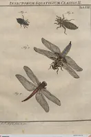 Picture 36 of 80 from (Band 2): ... welcher acht Classen verschiedener sowohl inländischer, als auch einiger ausländischer Insecte enthält (1749), leaf 271